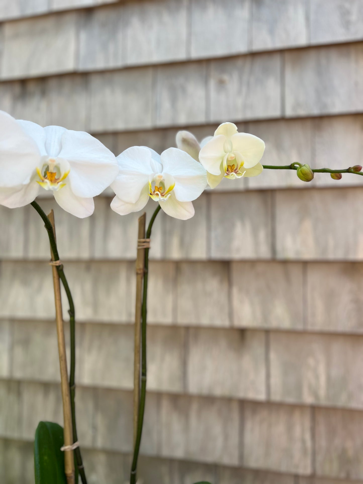 Orchid plant