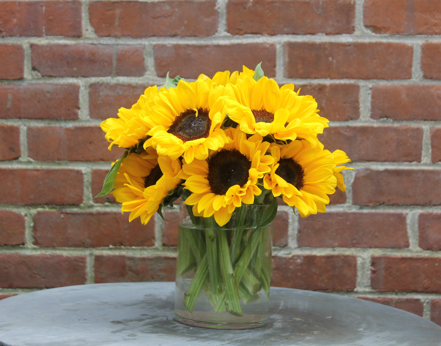 Sunflower Fields