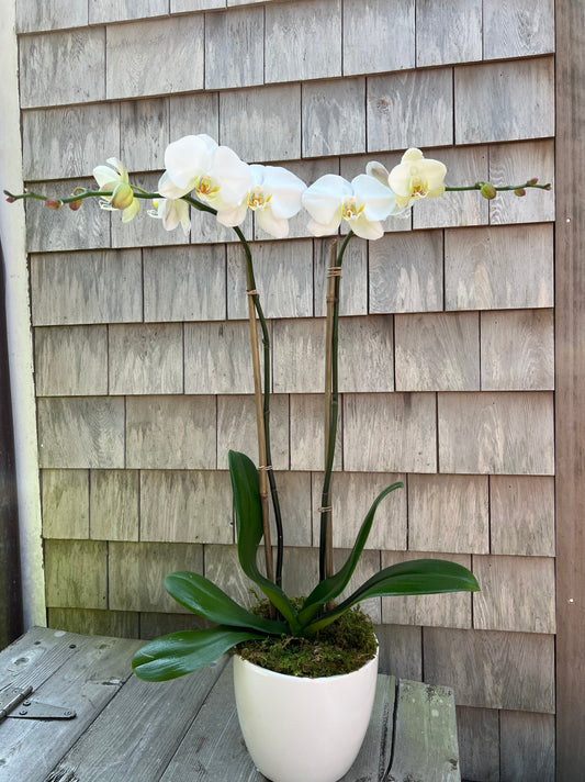 Orchid plant
