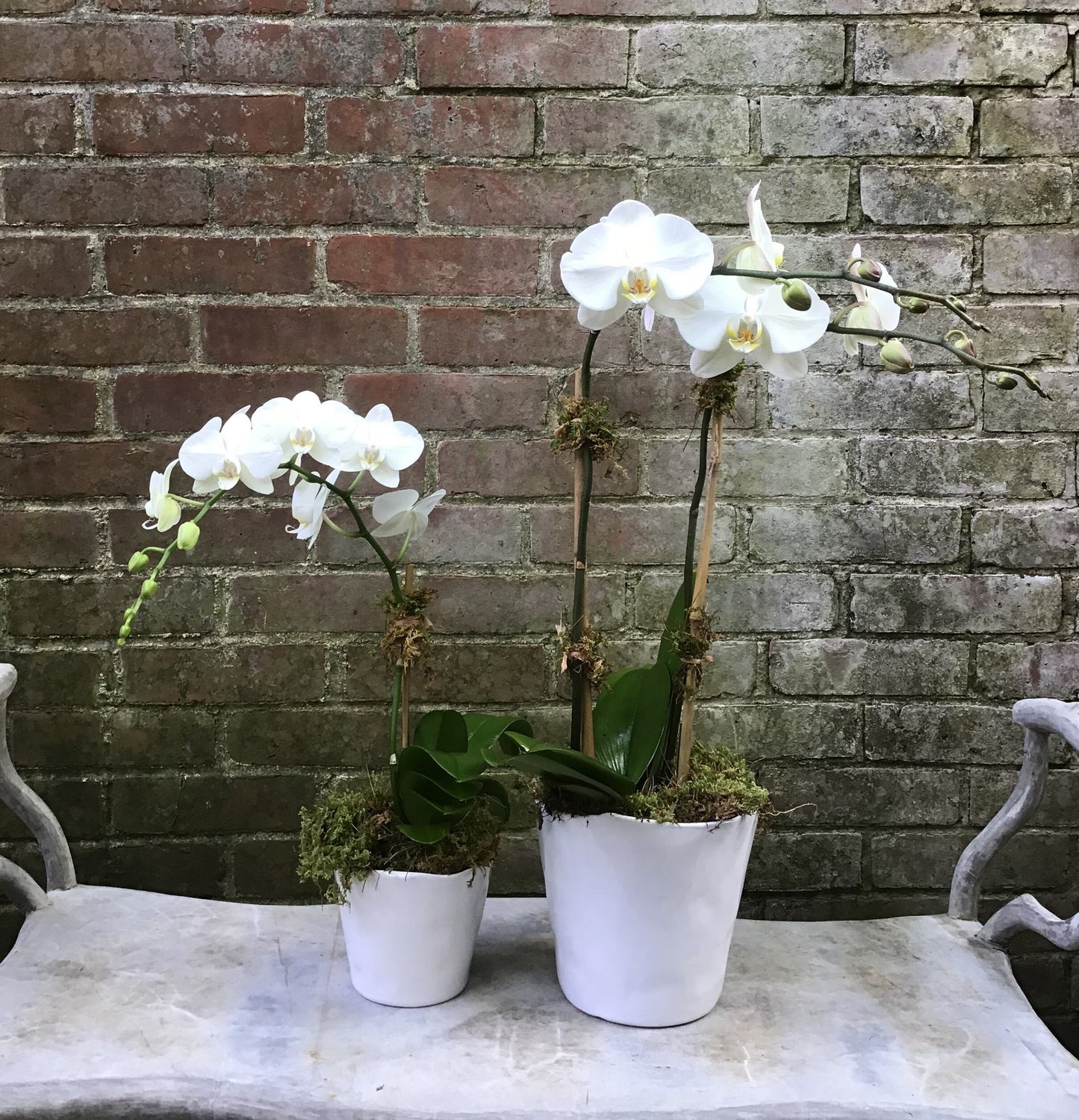 Phalenopsis Orchid Plant