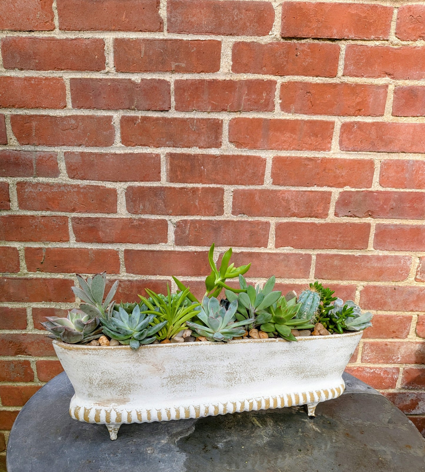 Succulent Garden