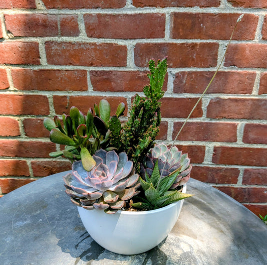 Succulent Garden